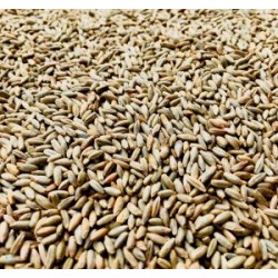 Grano tenero bio